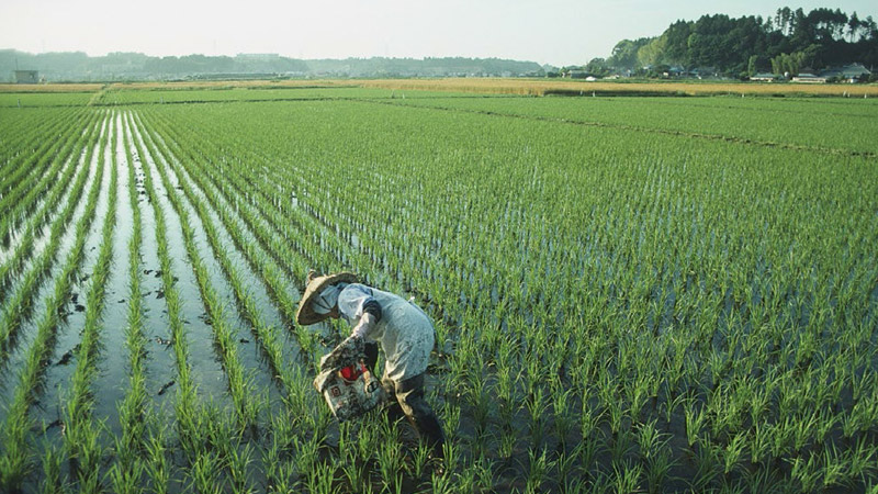 望城萬畝農田VIP+n 修複(fù)示範(fàn)項目