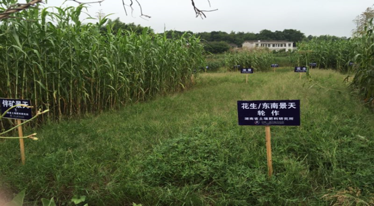 湖南省休耕式治理植物篩(shāi)選試(shì)驗