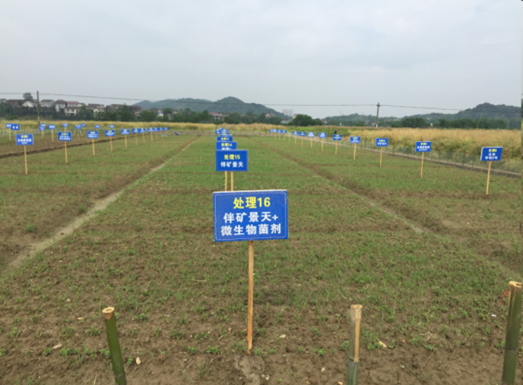 可降解螯合劑（NTA）+重金屬高富集植物籽粒苋+有機配方肥+産(chǎn)品資源化利用+無害化處(chù)理的技術模式